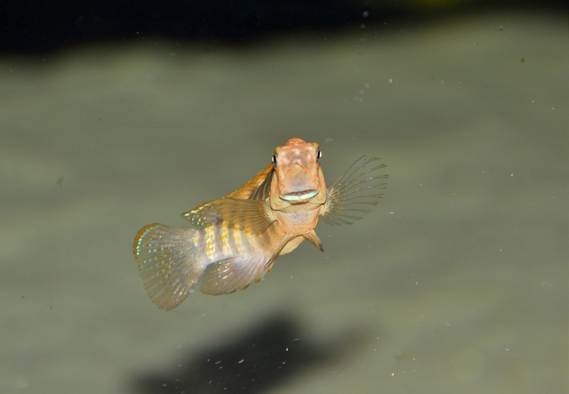 Eretmodus marksmithi 'Mzungu Beach'